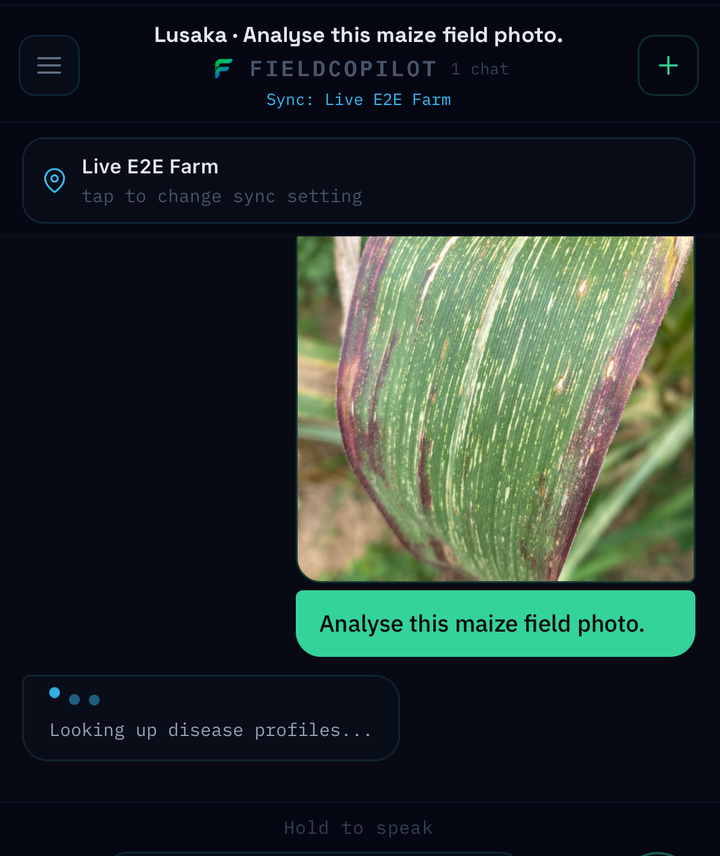 FieldGuide image upload, a maize leaf photo sent with the prompt 'Analyse this maize field photo'