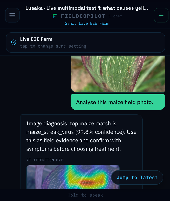 FieldGuide diagnosis result, maize streak virus called with 99.8% confidence plus an AI attention heatmap on the leaf