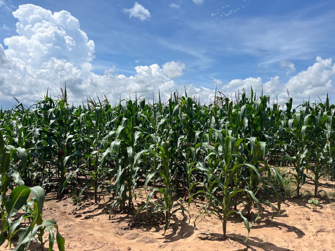 Smallholder farmer in the field