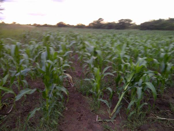 Sally, FieldGuide early adopter and maize farmer, Zambia