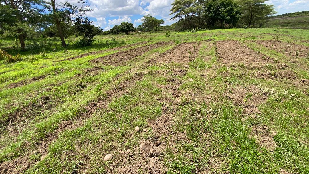 Rice fields under field conditions