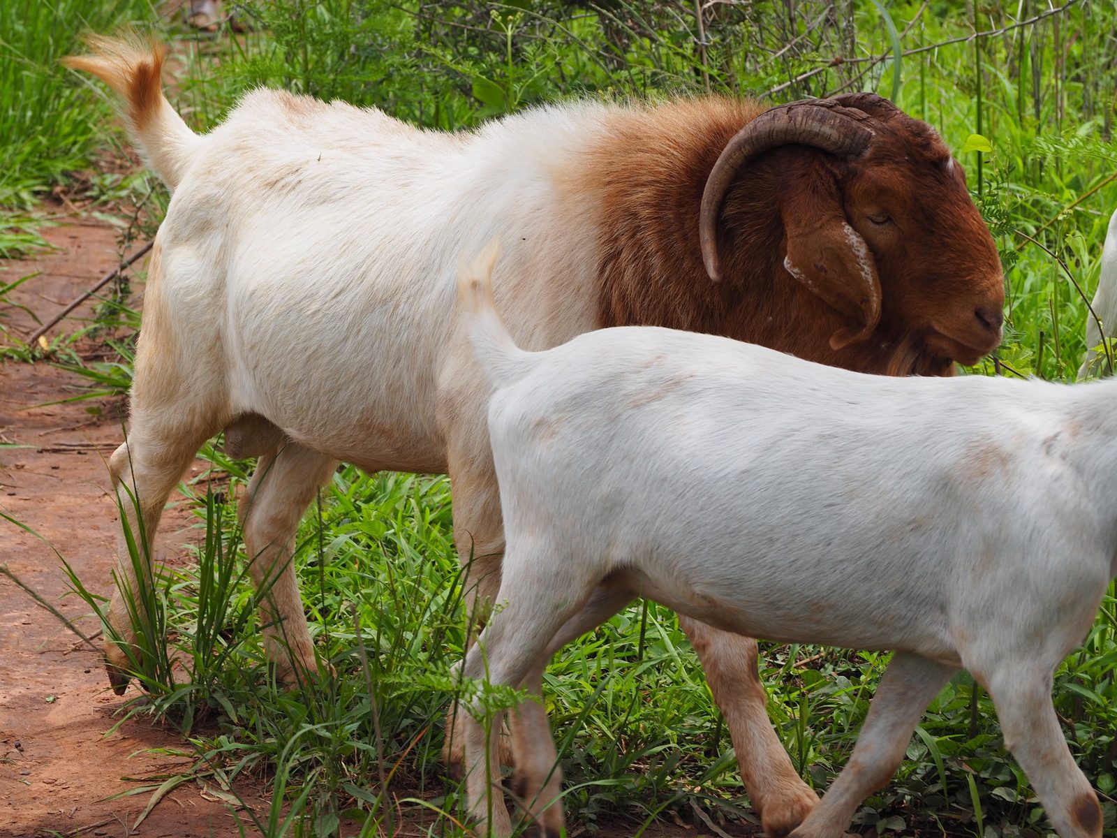Goat herding, Zambia