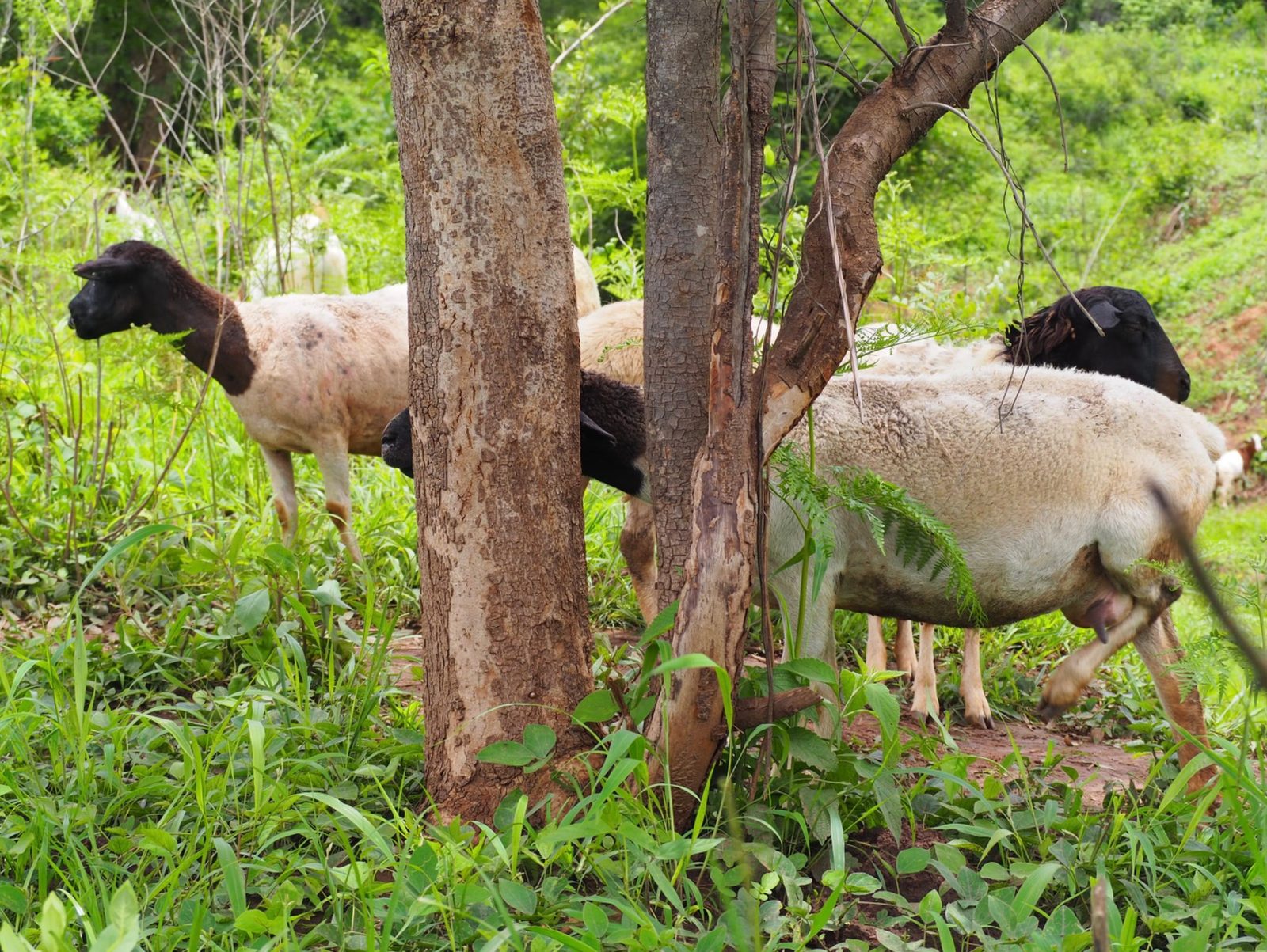 Sheep, field visit, Zambia