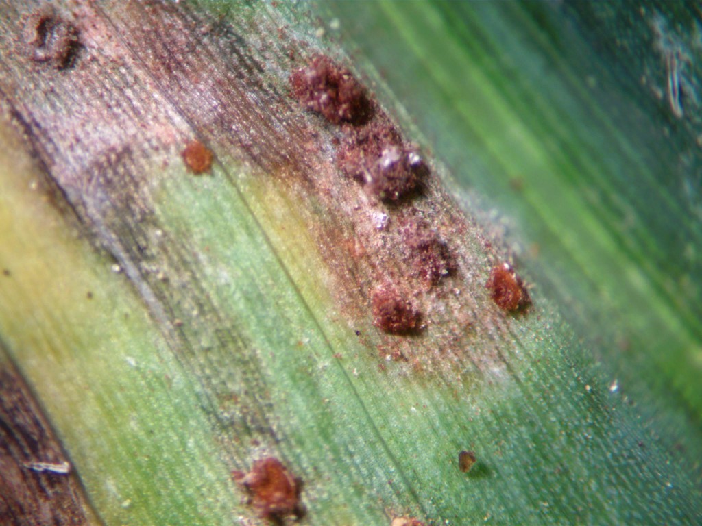 Maize leaf with visible Common Rust symptoms.